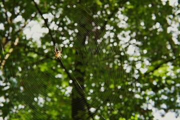 Closeup shot of a spider sitting on its web against