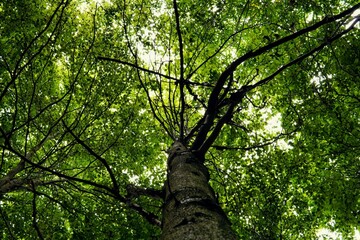 Fototapeta premium Low angle shot of a tree with many green leaves covering the sky in a dense forest