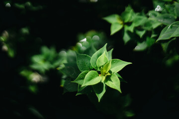 asclepiadaceae tree bark glides over the surface of the wood, extends the territory, Bougainvillae is a genus of thorny ornamental vines, bushes, Bougainvillae 