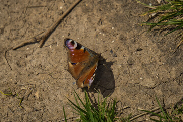 European peacock in its natural habitat