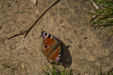 High-angle shot of a peacock butterfly on the ground