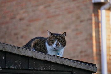Closeup shot of a tabby cat lying on a house roof