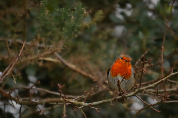 Closeup shot of an European robin perched on a tree branch