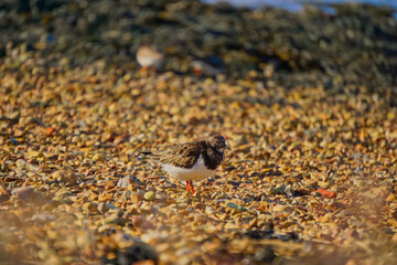 Shallow focus shot of a Ruddy turnstone standing on stones