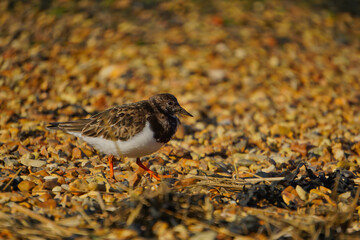 Shallow focus shot of a Ruddy turnstone standing on stones