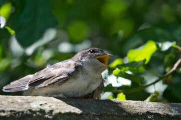 Closeup shot of a barn swallow (Hirundo rustica) with an open beak