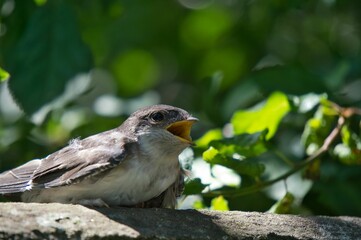 Closeup shot of a barn swallow (Hirundo rustica) with an open beak