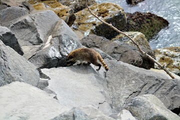 Raccoon walking along large rocks on a Washington State beach
