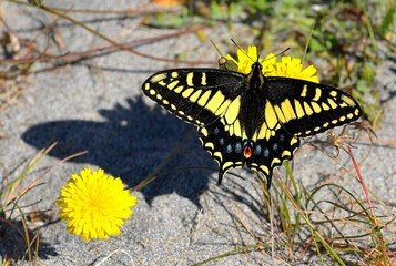 Closeup shot of a Anise swallowtail butterfly on a dandelion flower - Papilio zelicaon