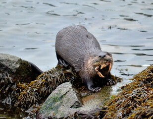 Sea otter with a crab in his mouth standing on a rock along the Washington coast