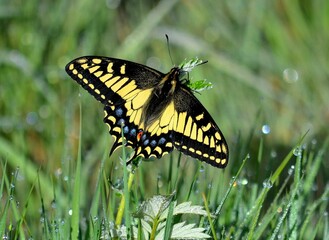Closeup shot of a Anise swallowtail butterfly  - Papilio zelicaon