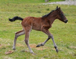 Fototapeta premium Cute newborn brown foal running in a field - baby horse