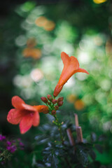 Campsis radicans are ovate to broadly lanceolate and the edges Campsis radicans are coarsely serrate.Seed pod and leaves of Campsis radicans