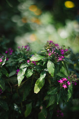 Pentas lanceolata flowers have been imported and Pentas lanceolata planted in our country a lot. With the characteristics of the Pentas lanceolata being easy to grow, easy to care for and Pentas lance