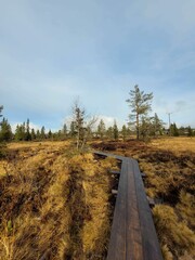 Natural landscape is a swamp with pine trees and wooden walkway under blue sky.