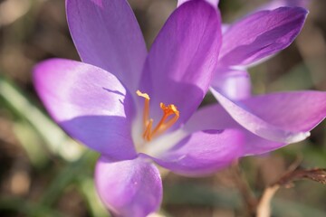 Closeup of a beautiful purple crocus flower growing in a garden