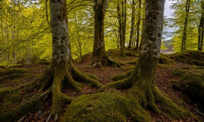 Naklejka premium Mossy trees with big roots in a forest