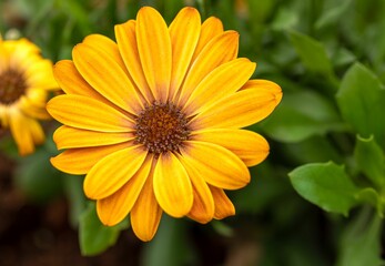 Closeup shot of a blooming yellow daisy flower