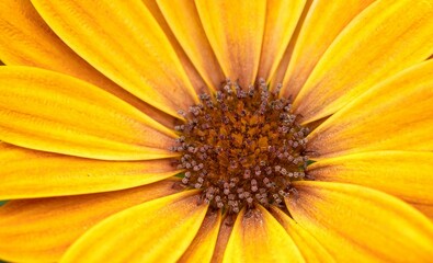 Closeup shot of a blooming yellow daisy flower