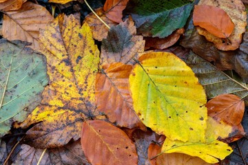 Obraz premium Closeup shot of a pile of colorful autumn leaves
