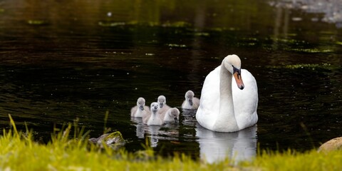 White swan and its babies swimming on a lake © Wirestock