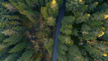 Aerial top view of a forest with green conifer trees
