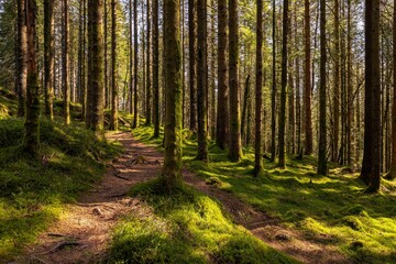 Fototapeta premium Mossy forest on an autumn day