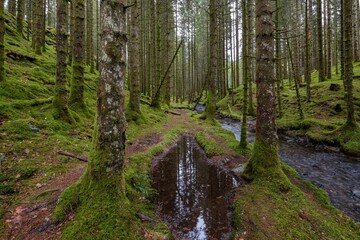 View to a mossy forest