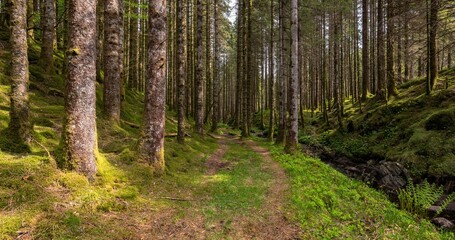 Mossy forest on an autumn day