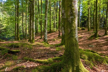 Fototapeta premium Mossy forest on an autumn day