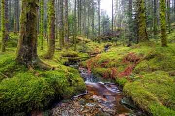 Mossy forest on a nice day