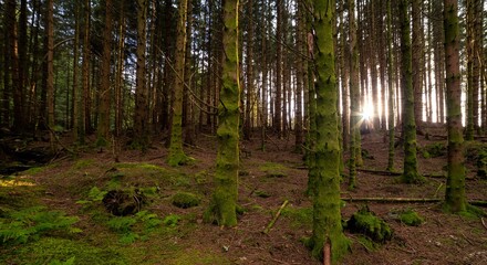 Mossy forest on an autumn day