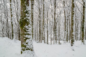Forest on a winter day