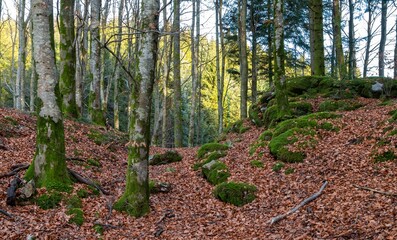 Forest on an autumn day