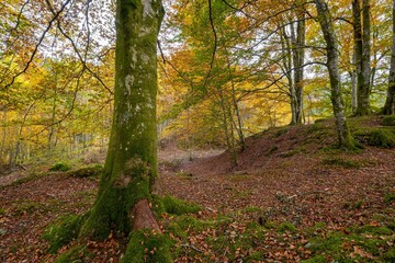 Forest on an autumn day