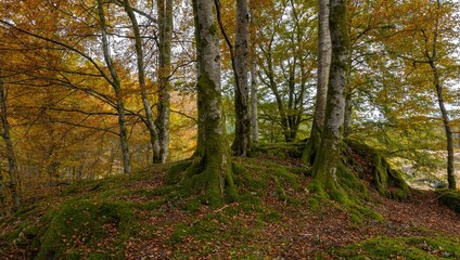 Naklejka premium Forest on an autumn day