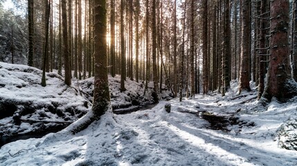 Beautiful forest area in winter