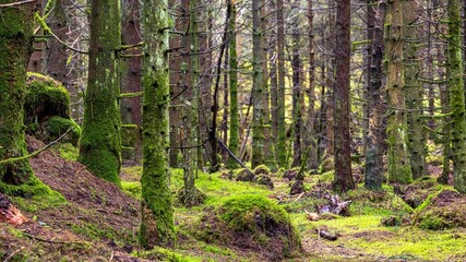 Obraz premium Beautiful forest area with mossy trees