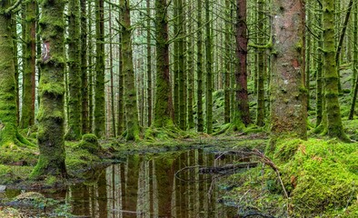 Beautiful forest area with mossy trees