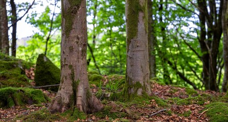 Beautiful forest area with mossy trees