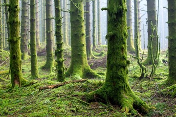 Naklejka premium Beautiful dense moss covered forest with tall trees
