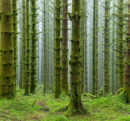 Obraz premium Scenic shot of a dense moss covered forest with tall trees