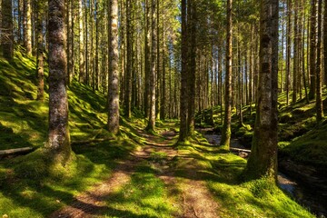 Scenic shot of a dense moss covered forest with tall trees