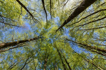 Low-angle shot of dense tall tree tops covered in green leaves