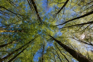 Low-angle shot of dense tall tree tops covered in green leaves