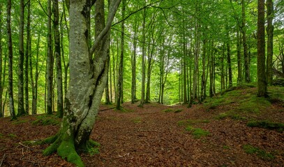 Forest landscape with mossy trees