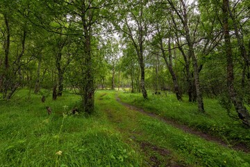 Obraz premium Pathway in a green forest