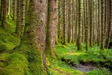 Obraz premium Forest landscape with mossy trees