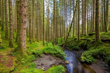 Small reek in a forest