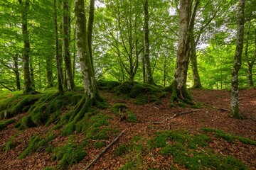 Forest landscape with mossy trees